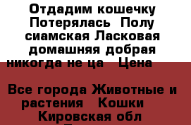 Отдадим кошечку.Потерялась. Полу сиамская.Ласковая,домашняя,добрая,никогда не ца › Цена ­ 1 - Все города Животные и растения » Кошки   . Кировская обл.,Луговые д.